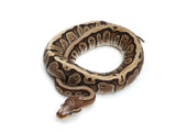 Load image into Gallery viewer, 2021 Male Hidden Gene Woma Lucifer Microscale Ball Python