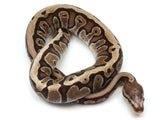 Load image into Gallery viewer, 2021 Male Hidden Gene Woma Lucifer Microscale Ball Python