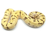 Load image into Gallery viewer, 2021 Male Hidden Gene Woma Pastel Super Enchi Fader Odium Ball Python