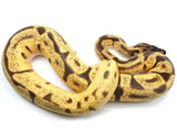 Load image into Gallery viewer, 2021 Male Hidden Gene Woma Pastel Yellowbelly Enchi EMG ++ Ball Python