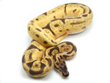 Load image into Gallery viewer, 2021 Male Hidden Gene Woma Pastel Yellowbelly Enchi EMG ++ Ball Python