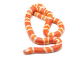 Load image into Gallery viewer, 2021 Male Hypo Albino Honduran Milk Snake