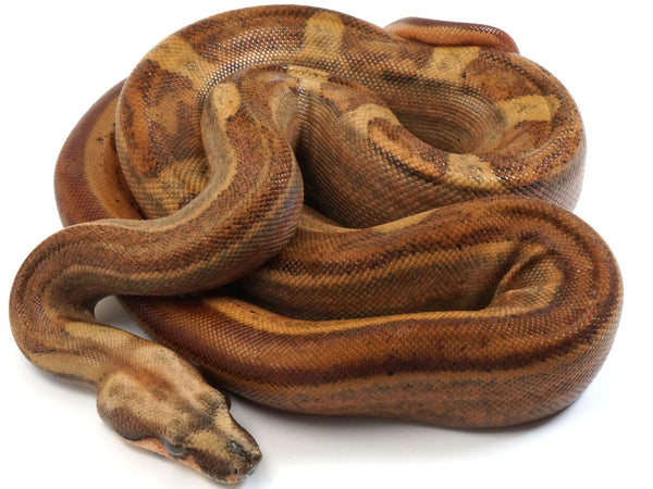 2021 Male Hypo Motley Jungle Possible Het Lipstick Albino Boa Constrictor