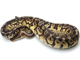 Load image into Gallery viewer, 2021 Male Inferno From Calico Ball Python 