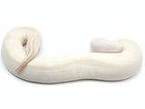 Load image into Gallery viewer, 2021 Male Ivory Combo Ball Python