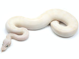 Load image into Gallery viewer, 2021 Male Ivory Combo Ball Python