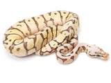 Load image into Gallery viewer, 2021 Male Killer Bee Hidden Gene Woma Possible Het Axanthic Possible Het Clown Ball Python