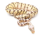 Load image into Gallery viewer, 2021 Male Killer Bee Hidden Gene Woma Possible Het Axanthic Possible Het Clown Ball Python