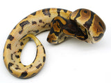 Load image into Gallery viewer, 2021 Male Leopard Confusion 50% Possible Het. AlbinoCandy Ball Python