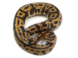 Load image into Gallery viewer, 2021 Male Leopard Confusion Het Clown Ball Python
