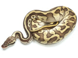 Load image into Gallery viewer, 2021 Male Lesser Enchi Leopard Ball Python