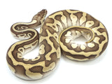 Load image into Gallery viewer, 2021 Male Lesser Enchi Leopard Ball Python