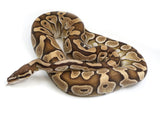 Load image into Gallery viewer, 2021 Male Lesser Yellowbelly Microscale Ball Python