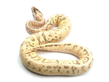 Load image into Gallery viewer, 2021 Male Lucifer Enchi Super Inferno Fader Het Desert Ghost Het Clown Ball Python