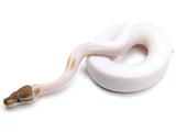 Load image into Gallery viewer, 2021 Male Mojave Pied + From Killer Ball Python
