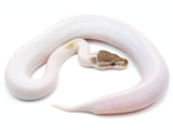 Load image into Gallery viewer, 2021 Male Mojave Pied + From Killer Ball Python