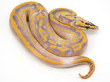 Load image into Gallery viewer, 2021 Male POWERHOUSE Freeway Bald Ball Python Combo - WOW!