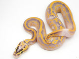 Load image into Gallery viewer, 2021 Male POWERHOUSE Freeway Bald Ball Python Combo - WOW!