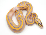 Load image into Gallery viewer, 2021 Male POWERHOUSE Freeway Bald Ball Python Combo - WOW!