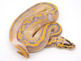 Load image into Gallery viewer, 2021 Male POWERHOUSE Freeway Bald Ball Python Combo - WOW!