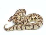 Load image into Gallery viewer, 2021 Male Pastave Microscale Fader Ball Python
