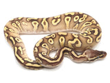 Load image into Gallery viewer, 2021 Male Pastave Yellowbelly Fader Ball Python