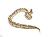 Load image into Gallery viewer, 2021 Male Pastel Butter Ball Python