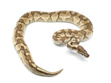 Load image into Gallery viewer, 2021 Male Pastel Butter Ball Python