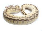 Load image into Gallery viewer, 2021 Male Pastel Butter Desert Ghost Microscale Het Clown Ball Python 