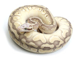 Load image into Gallery viewer, 2021 Male Pastel Butter Desert Ghost Microscale Het Clown Ball Python 