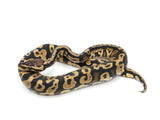 Load image into Gallery viewer, 2021 Male Pastel Confusion Ball Python