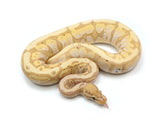 Load image into Gallery viewer, 2021 Male Pastel Coral Glow Hidden Gene Woma Granite Calico Ball Python