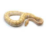Load image into Gallery viewer, 2021 Male Pastel Coral Glow Hidden Gene Woma Granite Calico Ball Python
