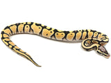 Load image into Gallery viewer, 2021 Male Pastel Desert Ghost Het Clown Ball Python