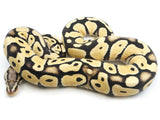 Load image into Gallery viewer, 2021 Male Pastel Desert Ghost Possible Het Clown Ball Python