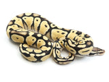 Load image into Gallery viewer, 2021 Male Pastel Desert Ghost Possible Het Clown Ball Python