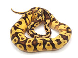 Load image into Gallery viewer, 2021 Male Pastel Enchi Bald Yellowbelly Asphalt Ball Python