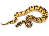 Load image into Gallery viewer, 2021 Male Pastel Enchi Bald Yellowbelly Asphalt Ball Python