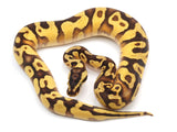 Load image into Gallery viewer, 2021 Male Pastel Enchi Bald Yellowbelly Asphalt Ball Python