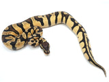 Load image into Gallery viewer, 2021 Male Pastel Enchi Fader From Microscale Ball Python