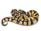 Load image into Gallery viewer, 2021 Male Pastel Enchi Fader From Microscale Ball Python
