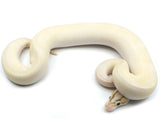 Load image into Gallery viewer, 2021 Male Pastel Enchi Ivory Bald Ball Python