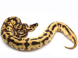 Load image into Gallery viewer, 2021 Male Pastel Enchi Leopard EMG Yellowbelly Asphalt Ball Python