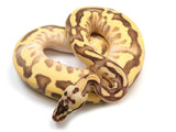 Load image into Gallery viewer, 2021 Male Pastel Enchi Leopard Freeway EMG Ball Python