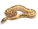 Load image into Gallery viewer, 2021 Male Pastel Enchi Leopard Freeway EMG Ball Python