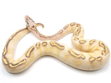 Load image into Gallery viewer, 2021 Male Pastel Freeway + Ball Python