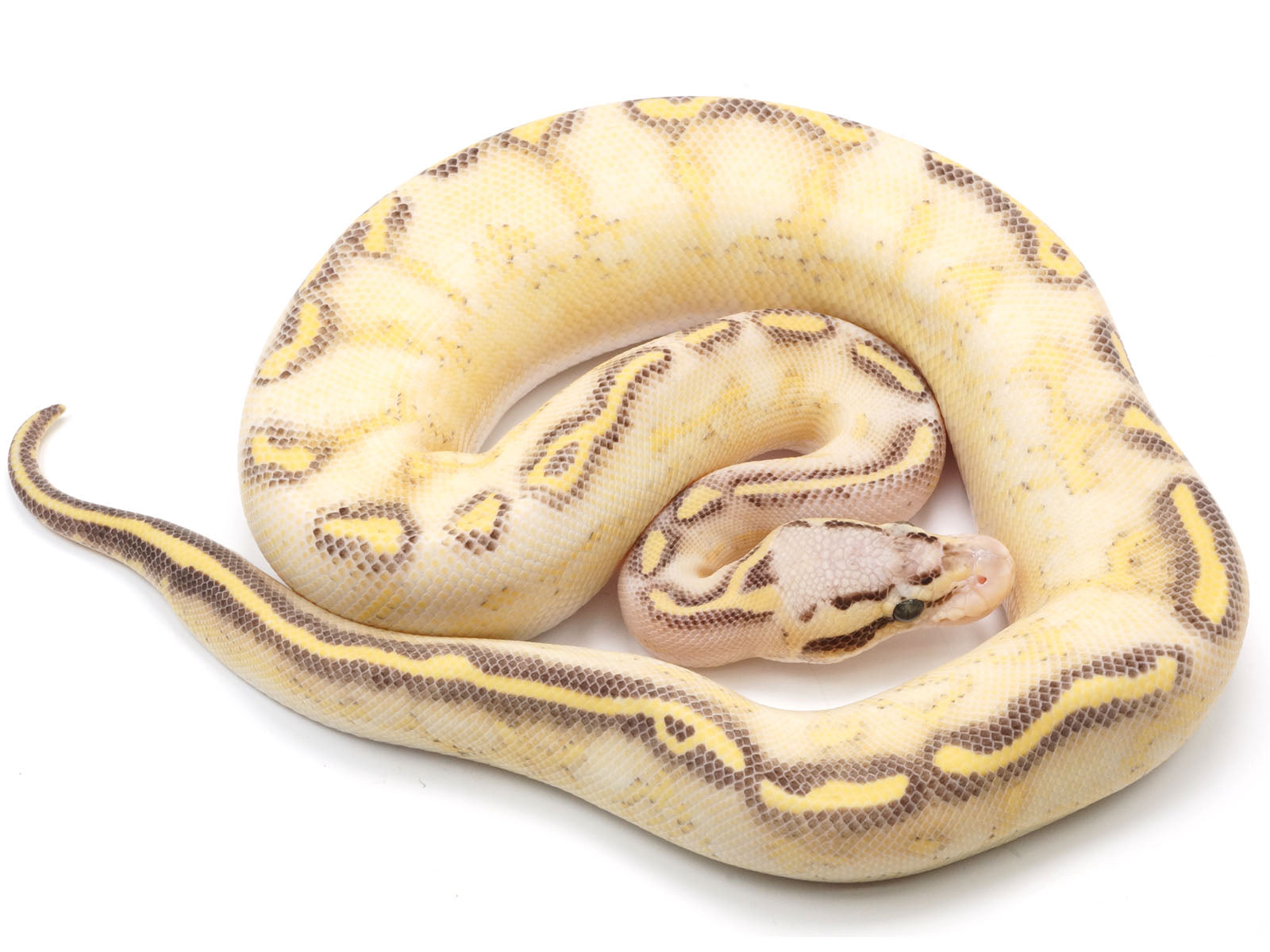 Pastel Snake