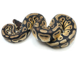 Load image into Gallery viewer, 2021 Male Pastel Granite Het Axanthic Possible Het Genetic Stripe Ball Python.