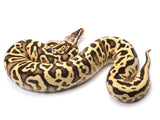 Load image into Gallery viewer, 2021 Male Pastel Leopard Lucifer Yellowbelly Fader Ball Python