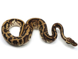 Load image into Gallery viewer, 2021 Male Pastel Leopard Yellowbelly Fader Ball Python
